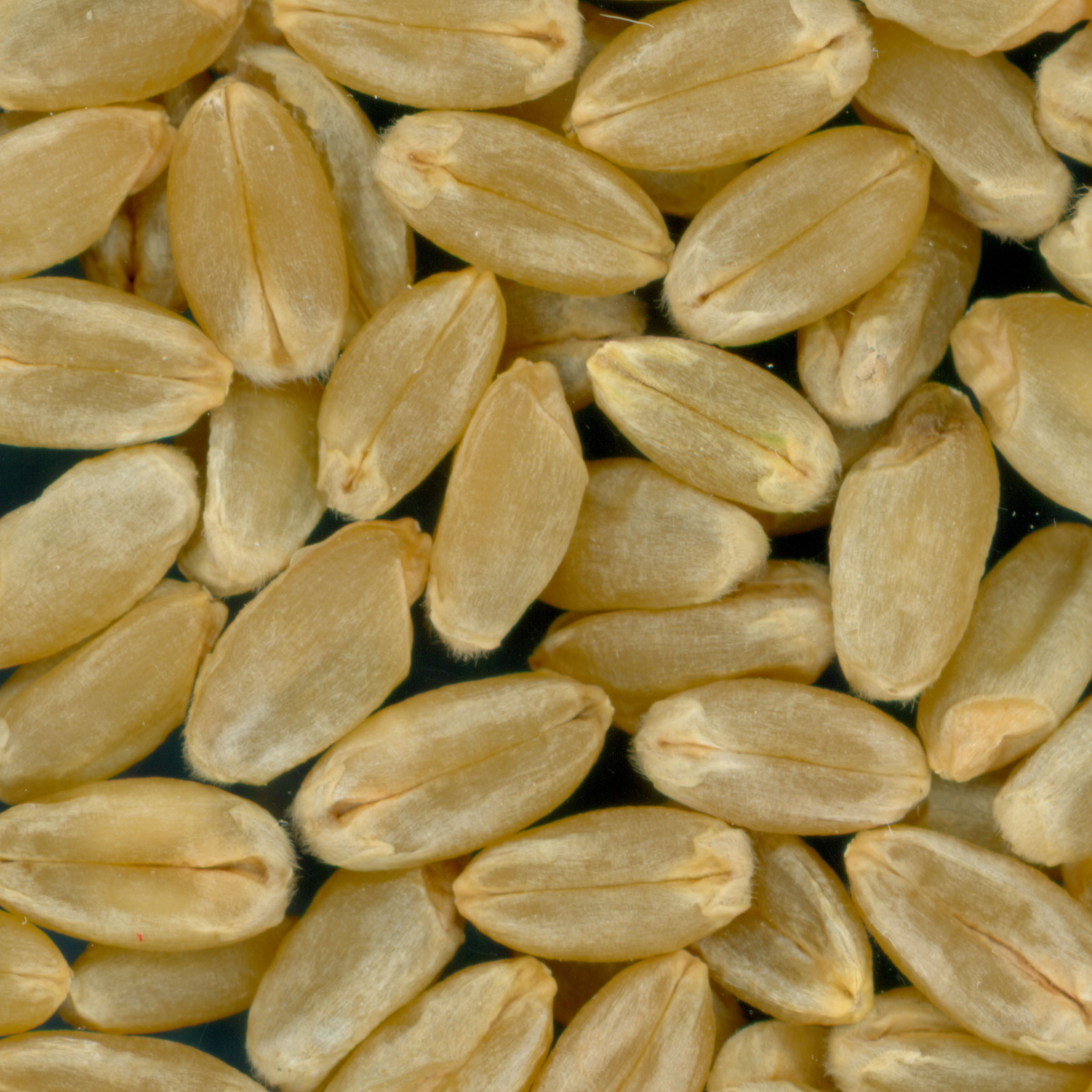 Click for 3 image(s) for this accession. KERNELS